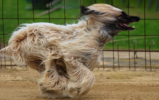 hundebetting-greyhounds.jpg
